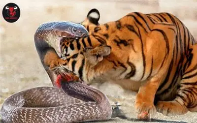 نبرد حیات وحش/ مار جرعت میکنه به ببرحمله کنه ولی پشیمونی به بار میاره