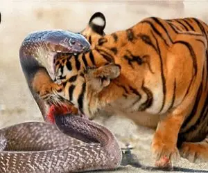 نبرد حیات وحش/ مار جرعت میکنه به ببرحمله کنه ولی پشیمونی به بار میاره