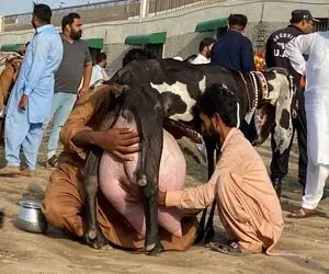 فرآوری بز؛ بز بیچاره اینقدر شیر آورده که راه نمیتونه بره و دو نفر اومدن کمکش کنن