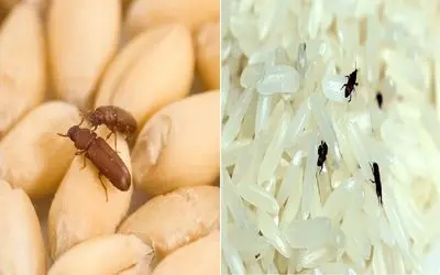 از شر مهمان‌ های ناخوانده حبوبات خلاص شوید/ راز مادربزگا رو تو سه سوت بفهمید