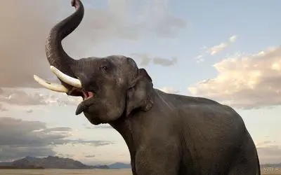 جذابیت های حیات وحش/ اطلاعات بسیار جالب درباره ی فیل ها که هیچ وقت نمیدونستید