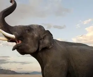 جذابیت های حیات وحش/ اطلاعات بسیار جالب درباره ی فیل ها که هیچ وقت نمیدونستید