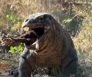 مستند حیات وحش؛ کومودو ازازیل جوری گراز بلعید ازش خاطره بمونه