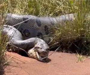 مستند حیات وحش؛ پیتون هرچی تو جنگل بود بلعید عنقریب بترکه