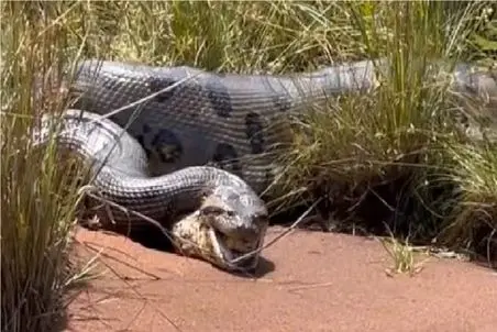 مستند حیات وحش؛ پیتون هرچی تو جنگل بود بلعید عنقریب بترکه