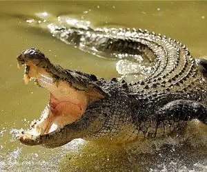 معماری طبیعت؛ کروکودیل رو ایسگا کردن