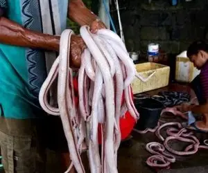 غذای چندش؛ چجوری میشه دل و روده یه حیوونی رو خام بخوری آخه چین ول کن نیست ما رو نخوره