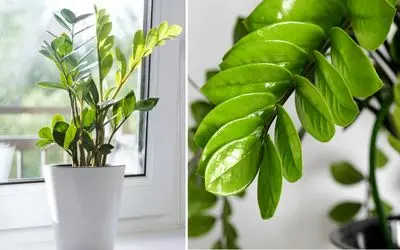 روش نگهداری از گیاه زاموفیلیا در منزل + نکات مهمی که رشد و شادابی گیاه رو بدنبال داره