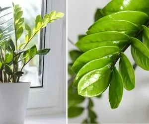 روش نگهداری از گیاه زاموفیلیا در منزل + نکات مهمی که رشد و شادابی گیاه رو بدنبال داره