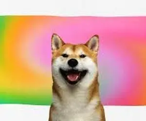 چرا شیبااینوکاربرانش را شگفت زده کرده؟!