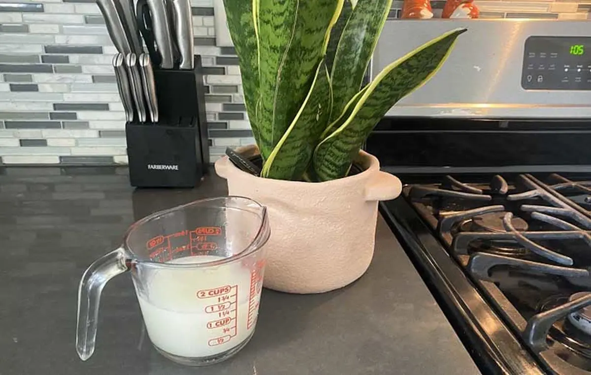 Benefits-of-rice-water-for-plants-03