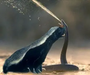 مستند حیات وحش؛ تلاش گورکن و مار برای کندن گور یکدیگر