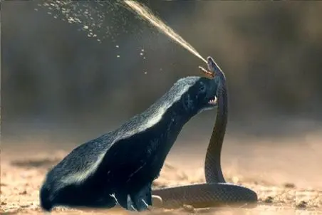 مستند حیات وحش؛ تلاش گورکن و مار برای کندن گور یکدیگر