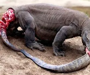 از بدایع حیات وحش؛ کومودو کریه از شدت گرسنگی شروع کرد دم خودشو گاز زد و بلعید