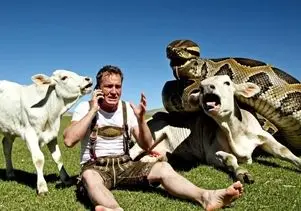 حیات وحش مصنوعی؛ گاو شجاع برای نجات مادرش از چنگ پیتون غول صاحب مزرعه رو آورد