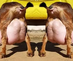 فرآوری بز؛ بز کوهی رو تو یه جای مدرن با نوازش جوری پرورش دادن که قد گاو شیر میده