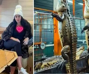 فرآوری تمساح؛ تمساح سلاخی میکنن گوشتشو میخورن پوستش کیف میشه واسه زن رونالدو