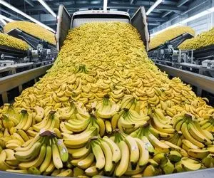 کشاورزی نوین؛ با تجهیزات به روز موز کاشتن طوری که از هر خوشش 1000 تا موز آویزون