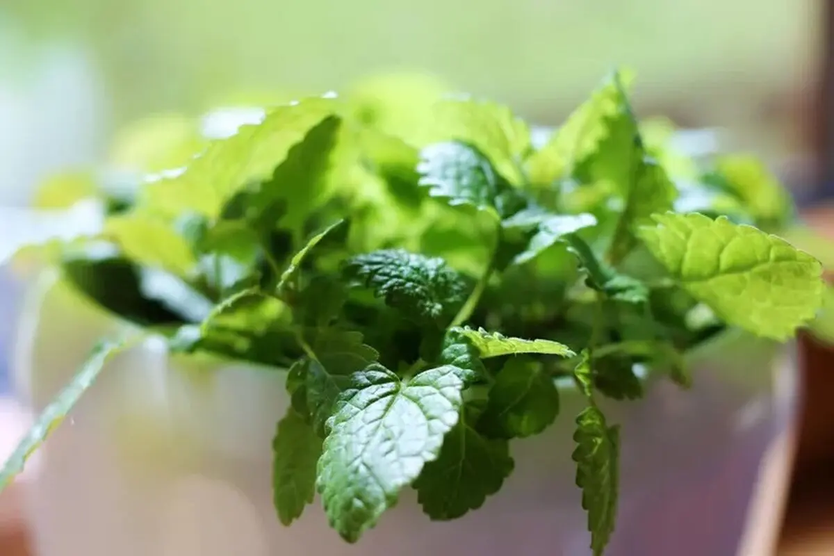 کاشت سبزی خوردن در خانه