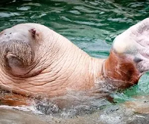 کارخانه حیوانات؛ فوک پیر داره گریه میکنه تا آدم میبینه قر و قمیش میاد