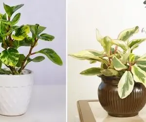 شرایط نگهداری از گل قاشقی / همه چیز درباره رشد و شادابی گیاه مقاوم و دوست داشتنی