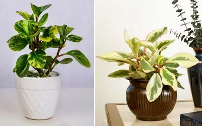 شرایط نگهداری از گل قاشقی / همه چیز درباره رشد و شادابی گیاه مقاوم و دوست داشتنی