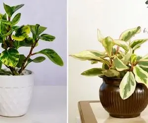 شرایط نگهداری از گل قاشقی / همه چیز درباره رشد و شادابی گیاه مقاوم و دوست داشتنی