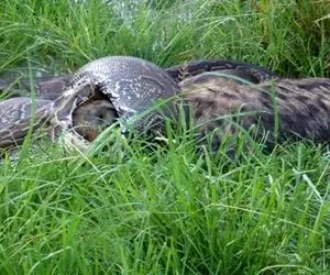 نارام زیان؛ شاخ گوزن وقت بلعیدن دهن پیتون غول رو پاره کرد و مار از درد ضجه زد