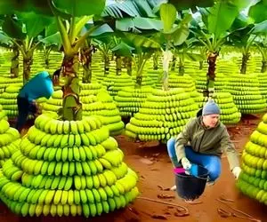 کشاورزی نوین؛ مزرعه فوق مدرن چند 1000 متری موز که 2 دقیقه ای با هواپیما آبیاری میشه