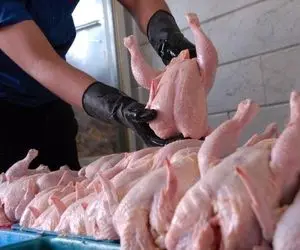 قیمت مرغ در روزهای آینده کاهش می‌یابد؟