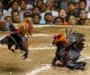 خروس وحشی صاحبش را کُشت!