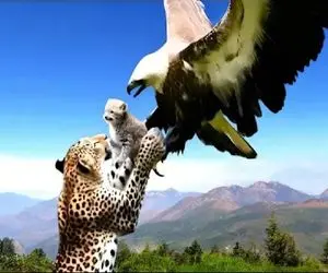 مستند حیات وحش / جدال سبعانه پلنگ و عقاب برای حراست از توله یوز