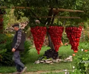 کشاورزی نوین؛ فلفل دلمه ای قرمز کاشتن انقدر پر بار شده عین لوستر بزرگ آویزون درخته