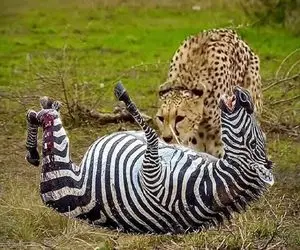 بدایع حیات وحش / با لگدپرانی خر پلنگ از حمله به کره گورخر منصرف شد