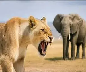 مستند حیات وحش؛ شیر مسلول در انتقام کودکش خرطوم فیل را برید
