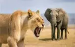 مستند حیات وحش؛ شیر مسلول در انتقام کودکش خرطوم فیل را برید