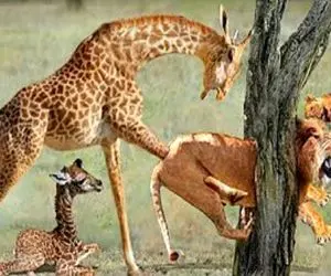 شاهکار حیات وحش؛ شیر زالوصفت بعد نیم ساعت دویدن دنبال زرافه با سر رفت تو درخت