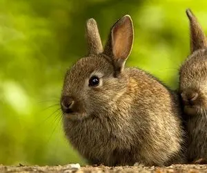 سازمان جهانی بهداشت عامل اصلی انتقال کرونا را اعلام کرد