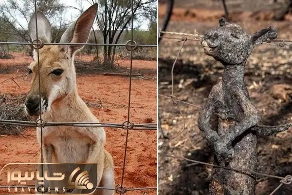 برق گرفتگی حیوانات