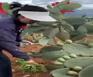 کاوش در طبیعت؛ کاکتوس خودشم باورش نمیشه میوه ش انقد جذاب باشه