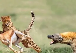 مستند حیات وحش؛ جنگ چیتا و کفتار برای یه لقمه ایمپالا