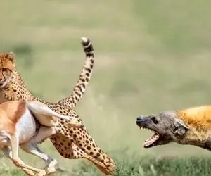 مستند حیات وحش؛ جنگ چیتا و کفتار برای یه لقمه ایمپالا