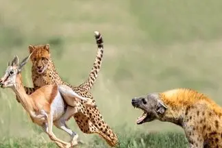 مستند حیات وحش؛ جنگ چیتا و کفتار برای یه لقمه ایمپالا