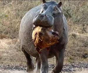 بدایع حیات وحش؛ اسب آبی سفاک کله شیر از دهن لاشخور شریر قاپید د فرار که ببلعه