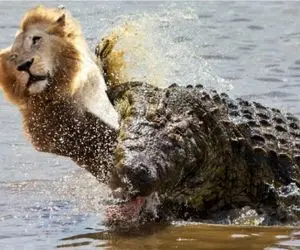 مستند حیات وحش /  شیر مستاصل رفت رفیقاشو آورد تمساح ببلعه