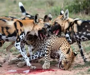 جذابیت حیات وحش؛ کفتارهای زالو صفت ریختن سر پلنگ ددمنش واسه بلعش تلاش میکنن