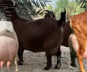 فرآوری بز؛ بزبز قندی از بس شیرش زیاده موقع راه رفتن تلو تلو میخوره نیافته خیلیه