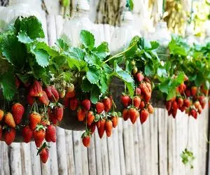 فرآوری و  پرورش توت فرنگی با روش ساده و مقرون به صرفه در بطری های پلاستیکی