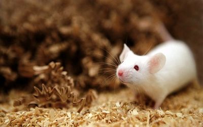 دانشمندان، موش‌های نر را وادار به زایمان کردند