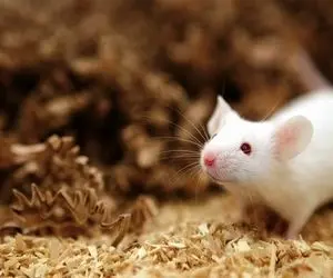 دانشمندان، موش‌های نر را وادار به زایمان کردند